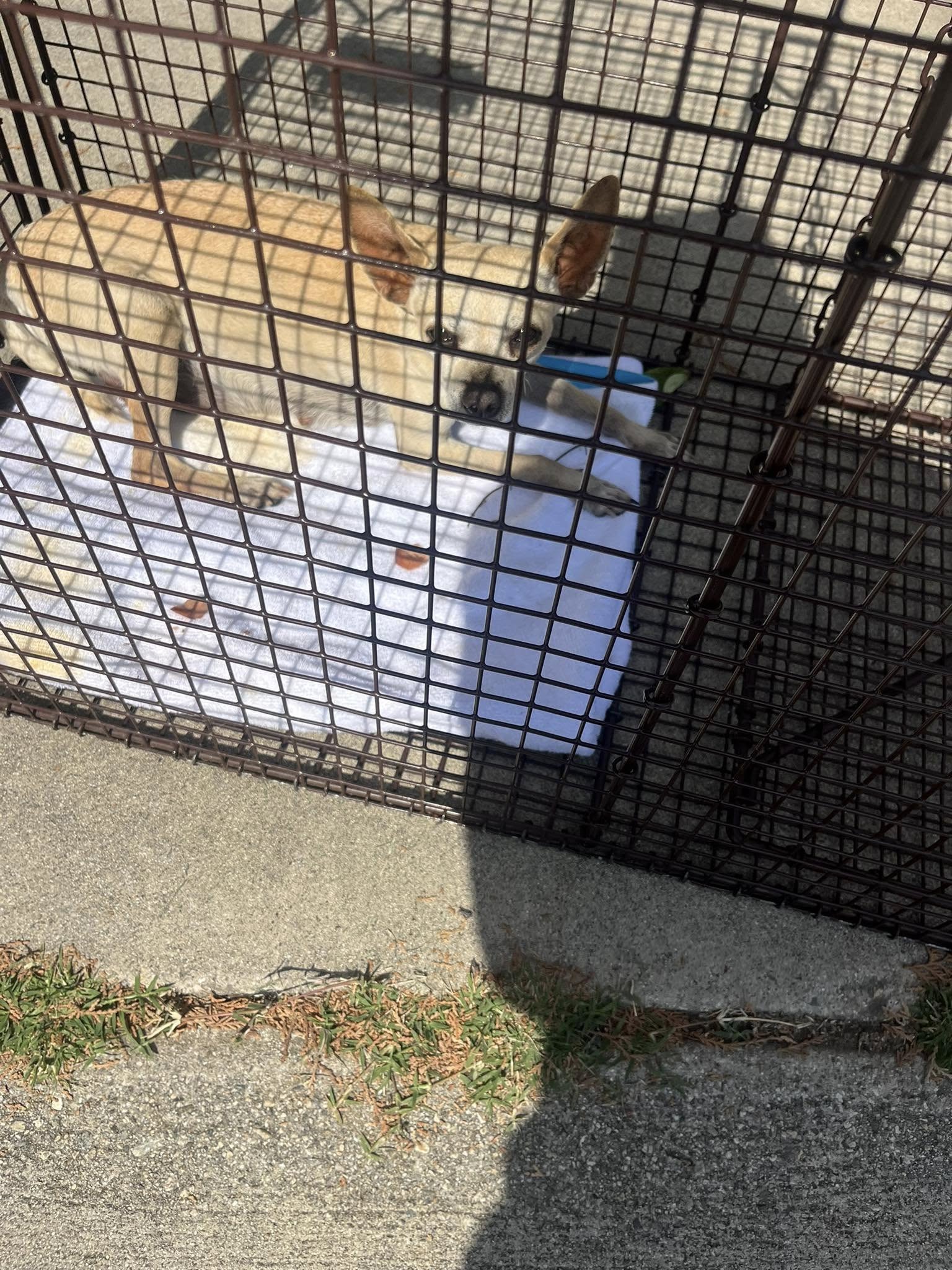 white dog laying in box