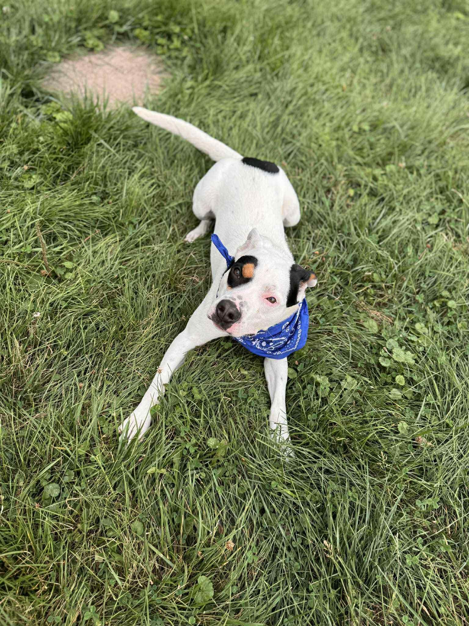 white dog laying on grass