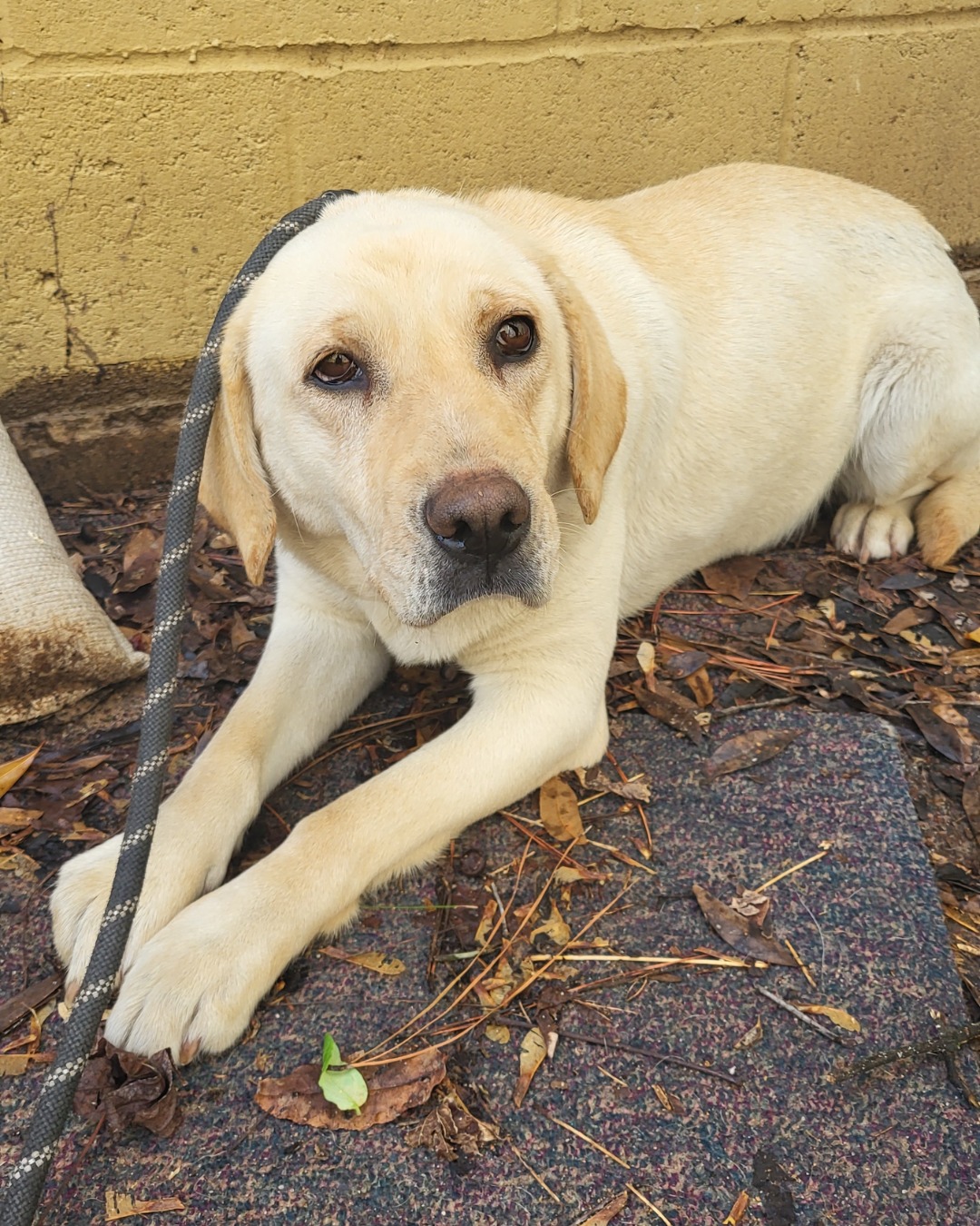 white dog laying on ground