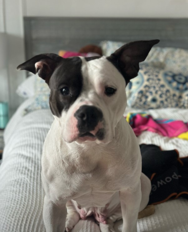 white dog on bed