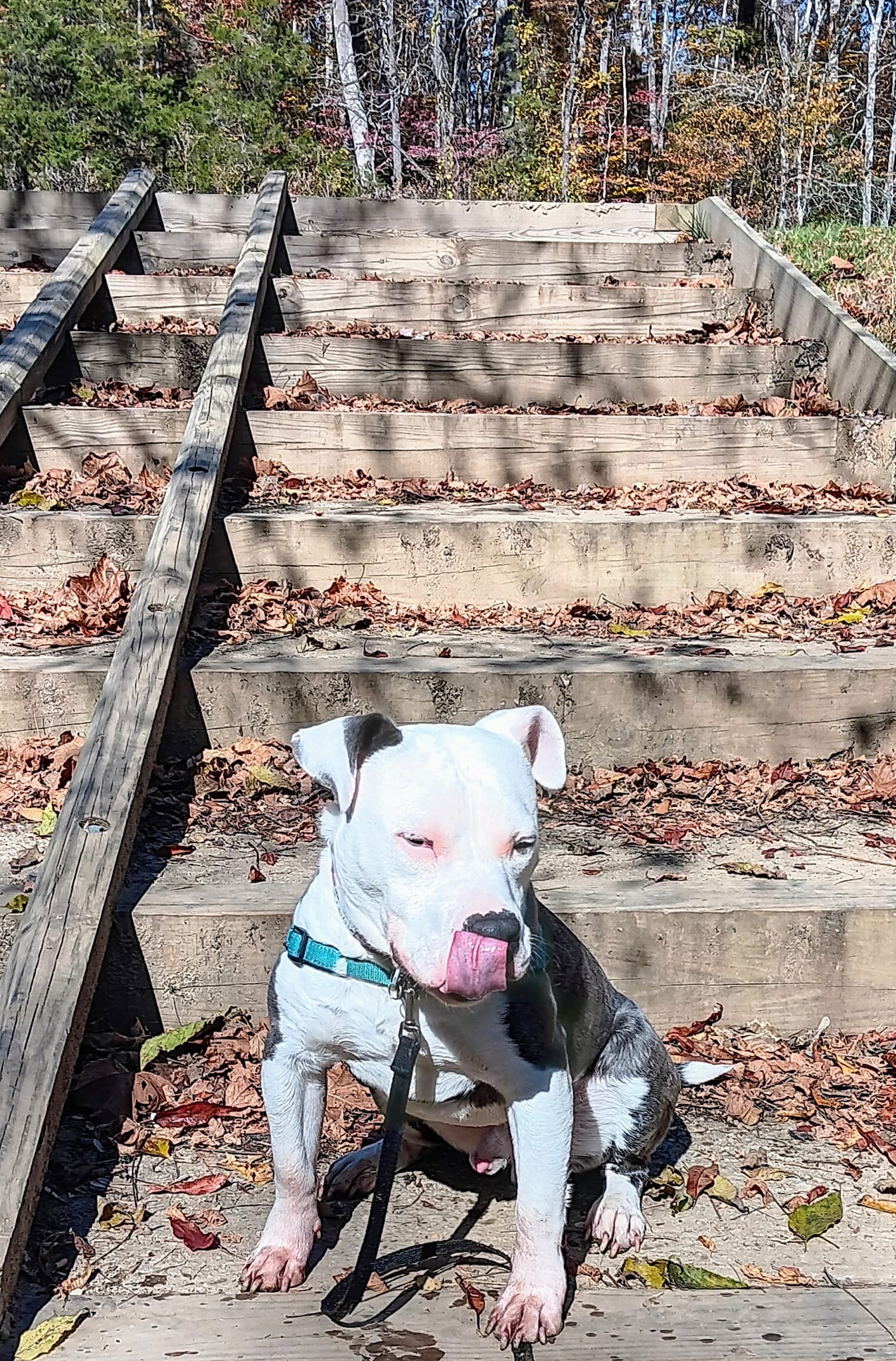 white dog on stairs