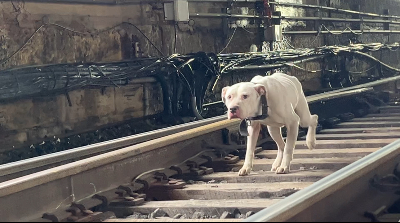 white dog on tracks