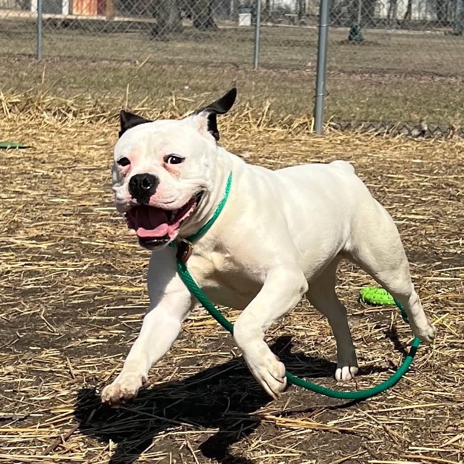 white dog running