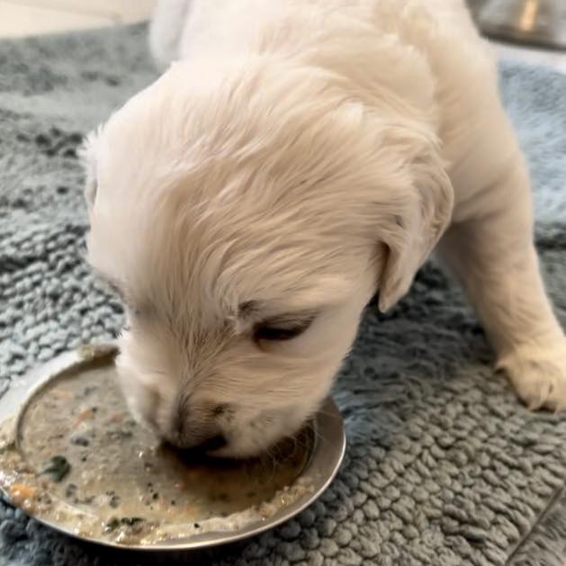 white puppy eating