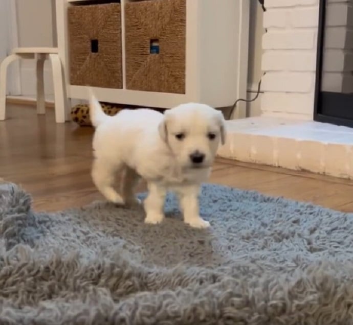 white puppy in house
