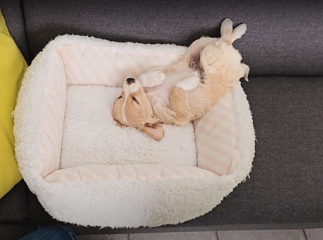 white puppy sleeping