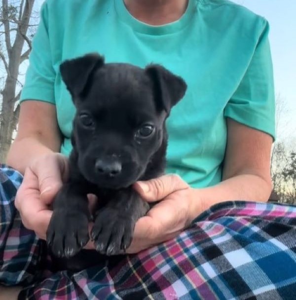 woman and black puppy