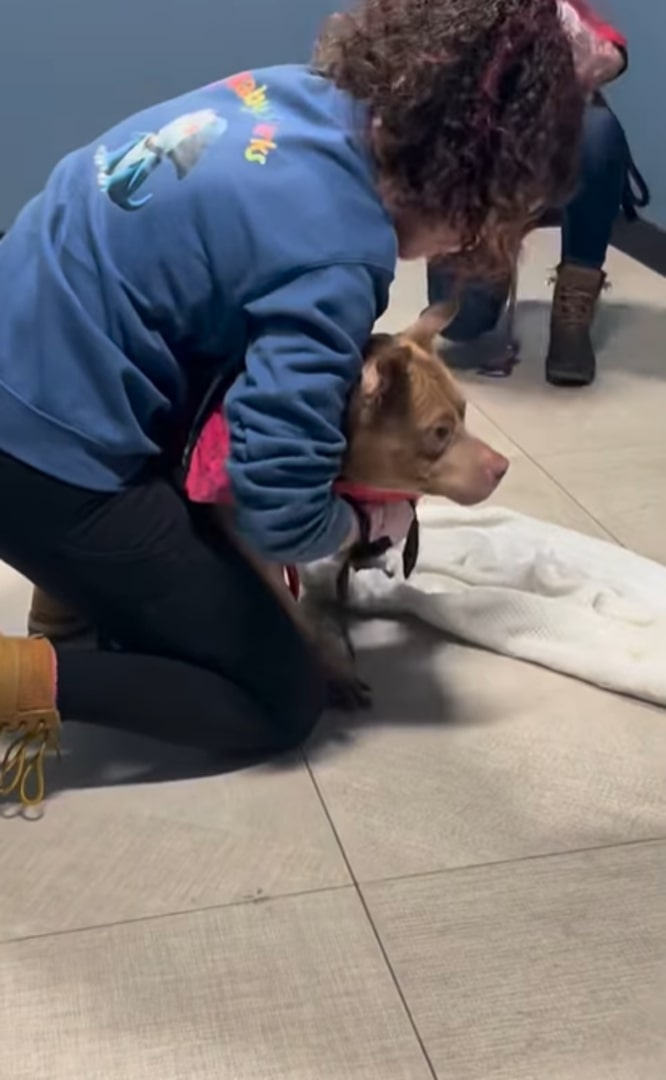 woman and brown dog