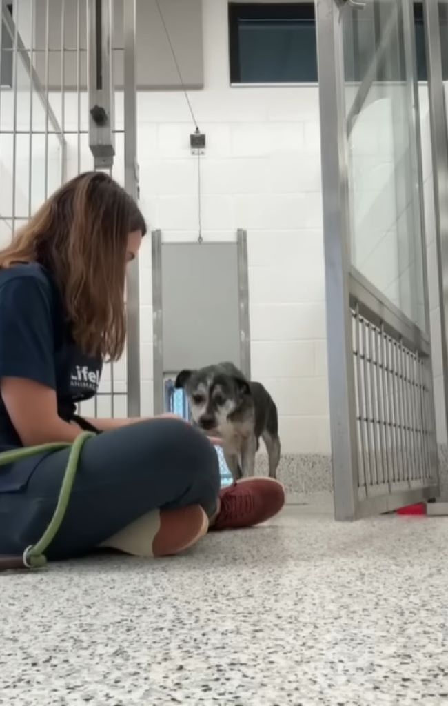 woman and dog in shelter