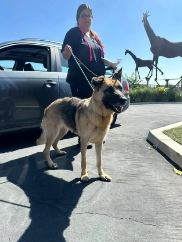 woman and mother dog on leash