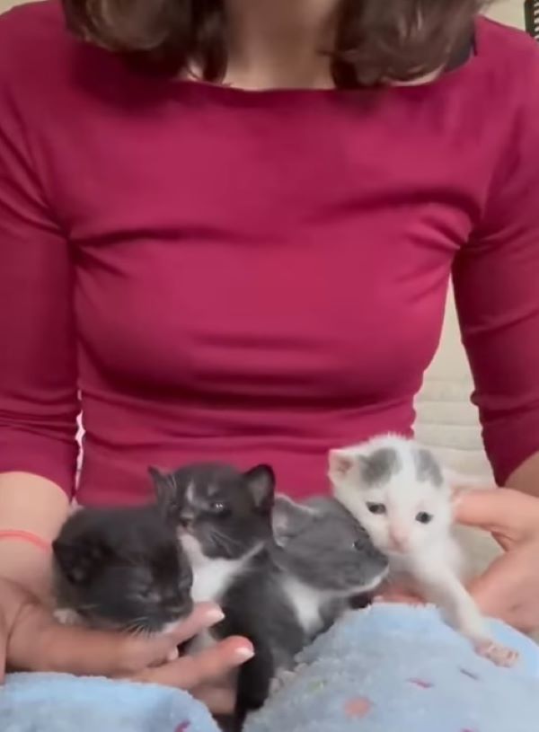 woman and newborn kittens