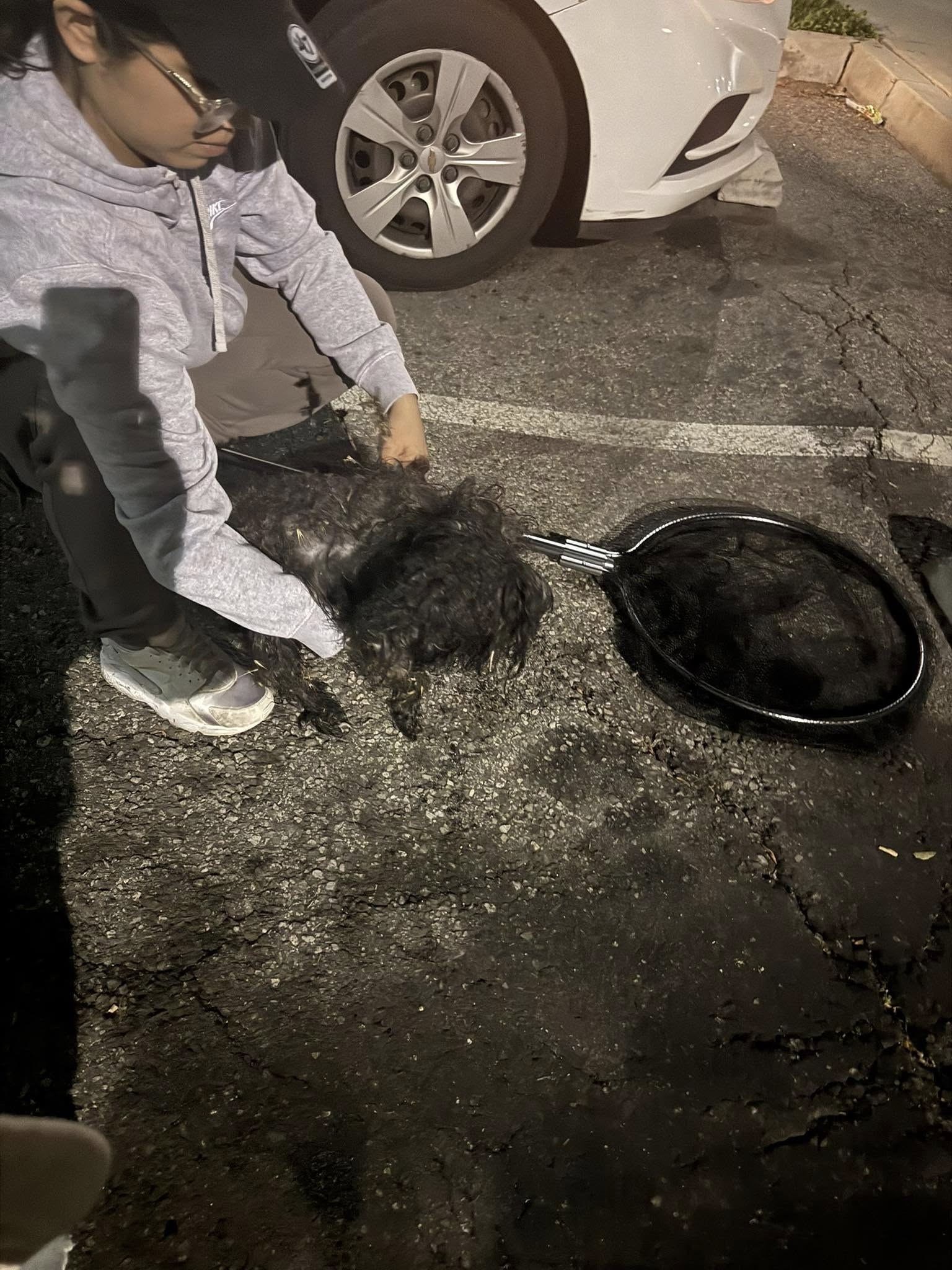 woman and stray black dog