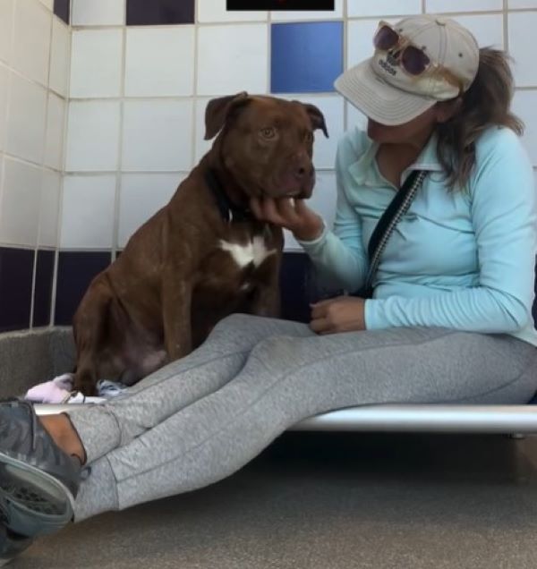 woman and sweet brown dog