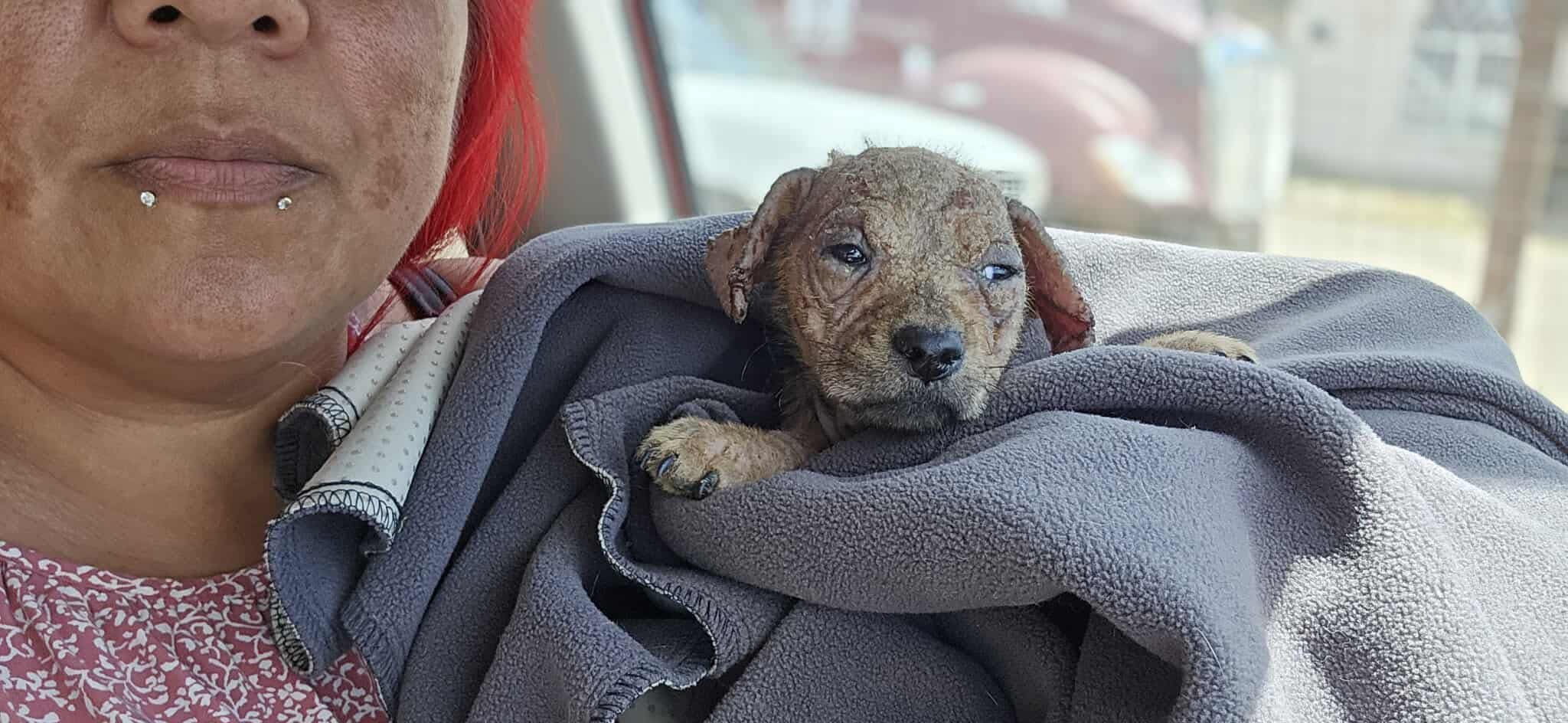woman and tiny puppy