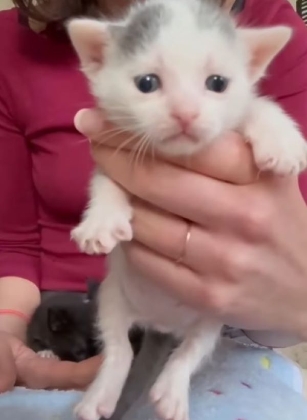 woman holding a kittens