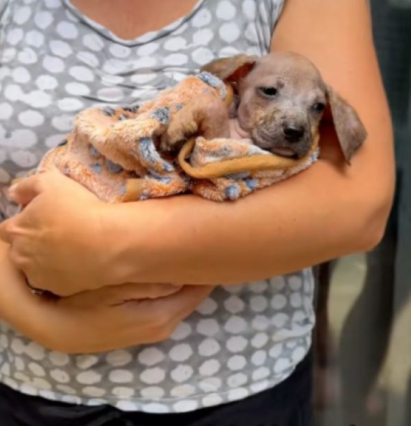 woman holding a skinny puppy