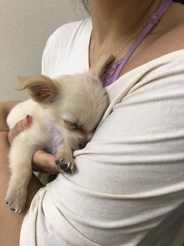 woman holding a white puppy