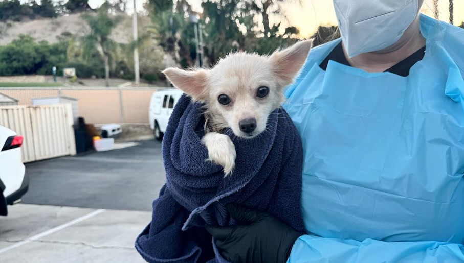 woman holding white dog in towel