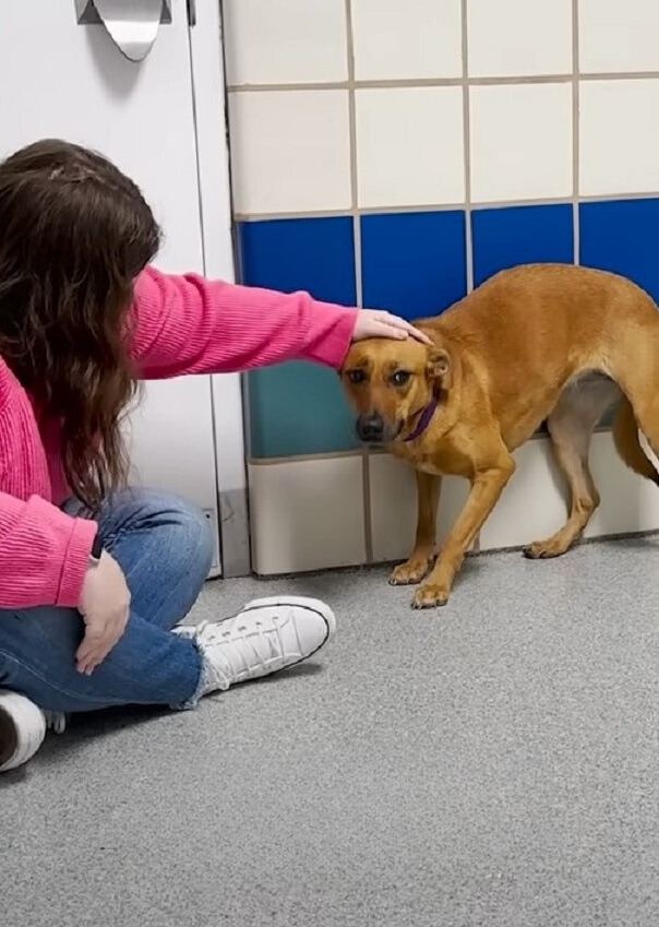 woman petting a brown dog