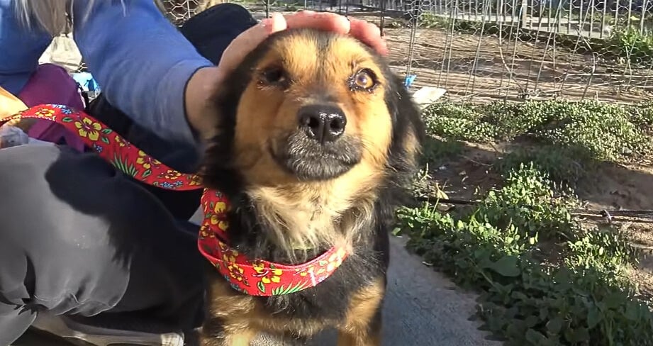 woman petting a dog