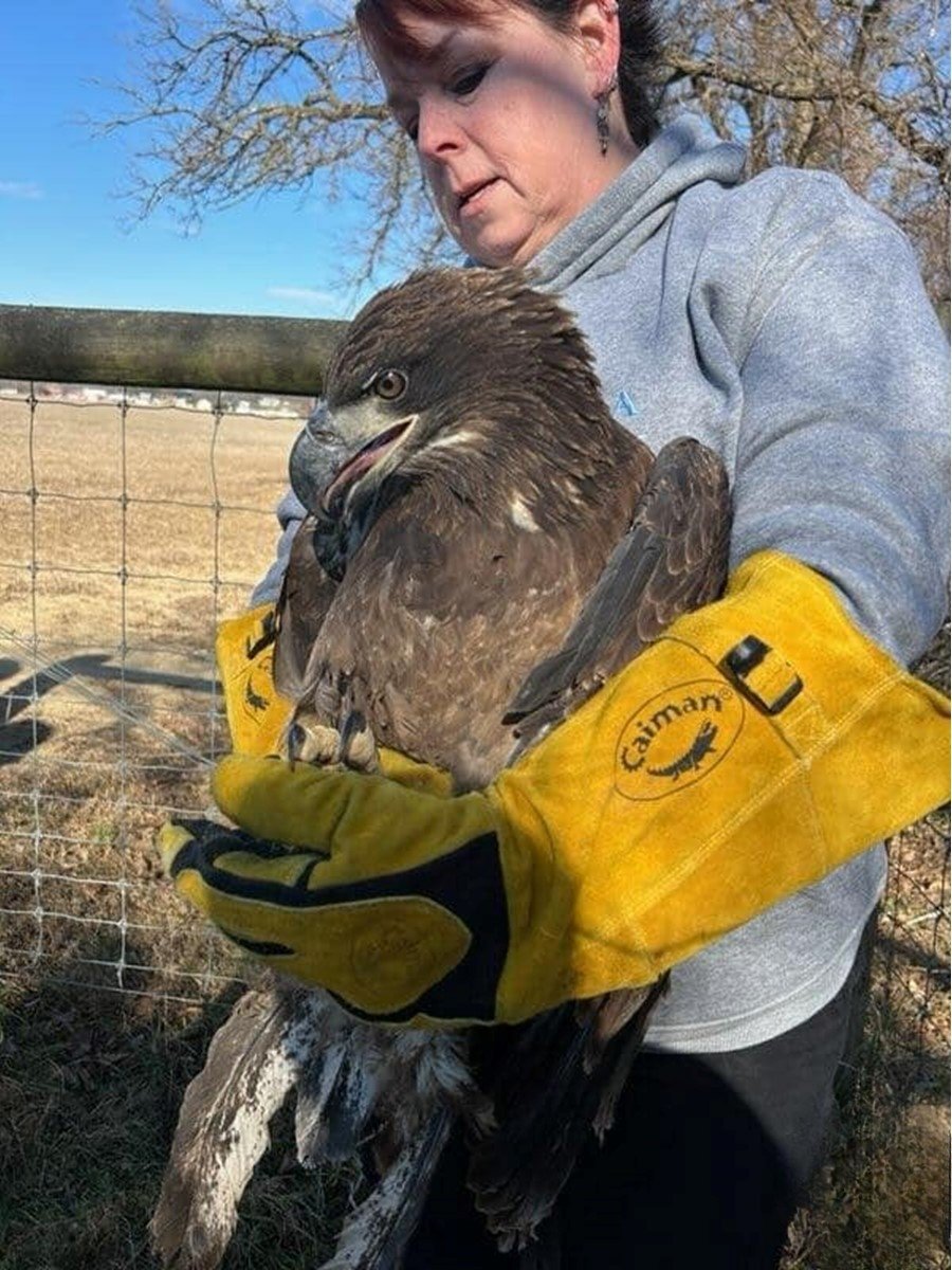 woman with bald eagle