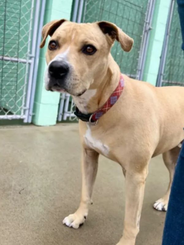 wonderful senior dog