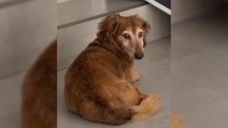 brown dog laying down