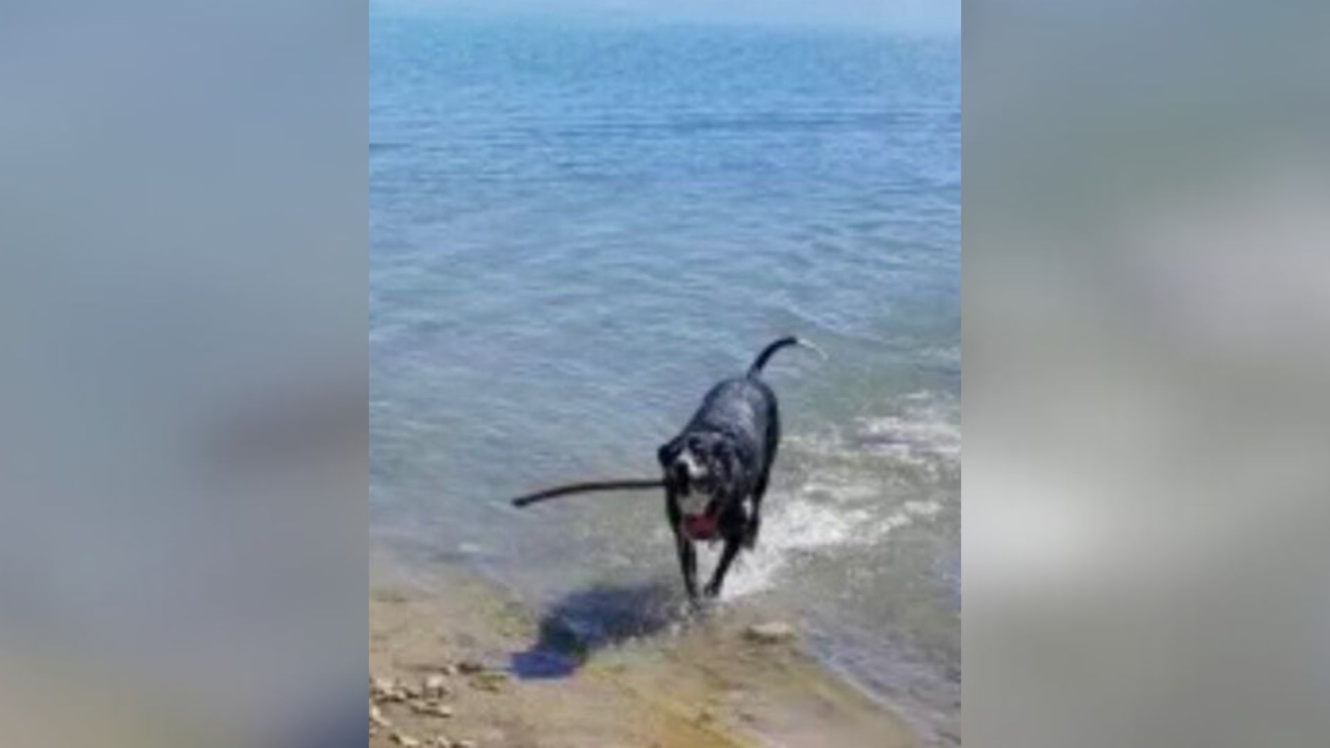 A Colorado Couple’s Worry Over Their Border Collie Turns Into A Hilarious Surprise