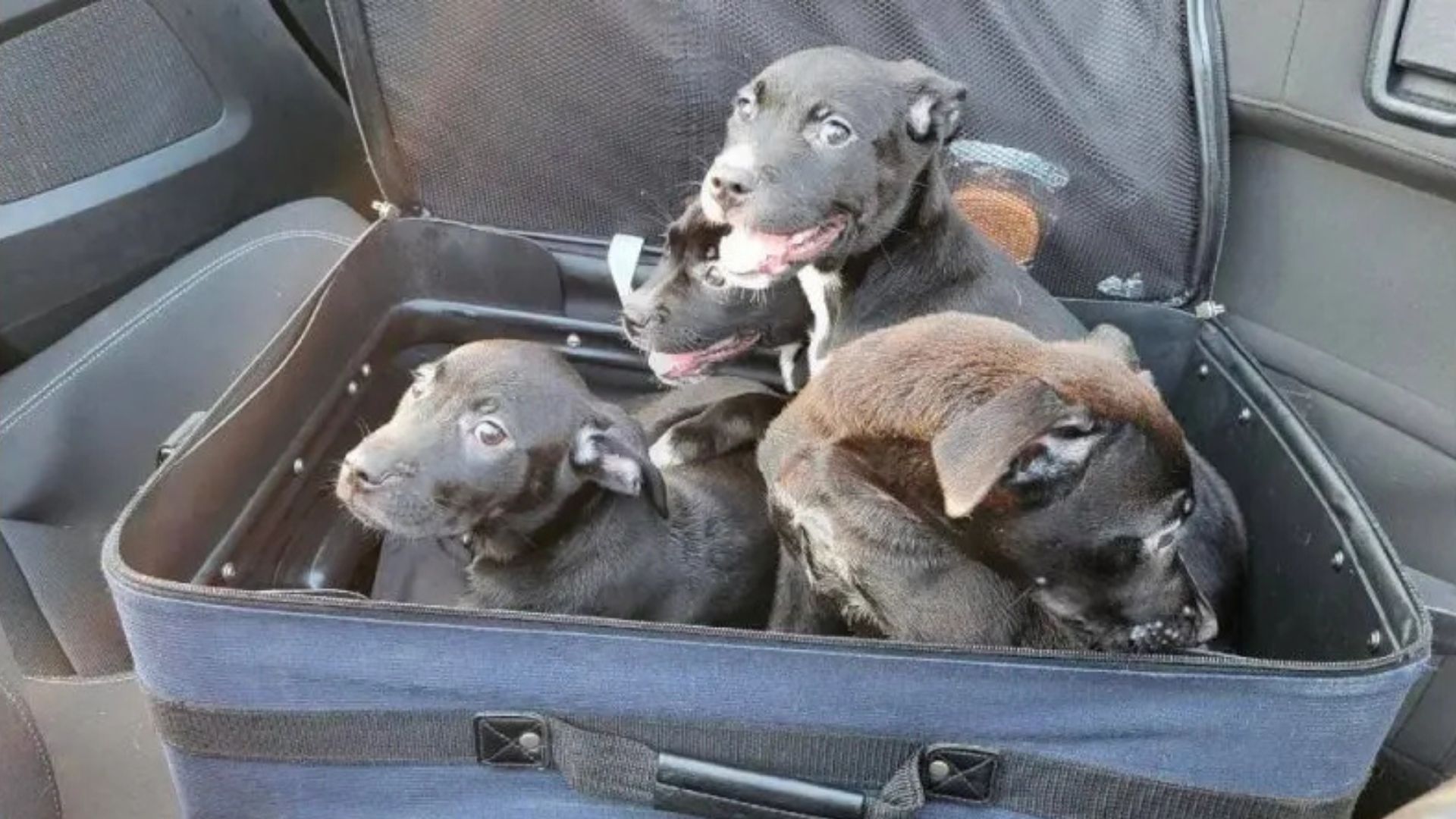 Abandoned Suitcase On North Carolina Road Hides Four Tiny Lives In Need Of Care