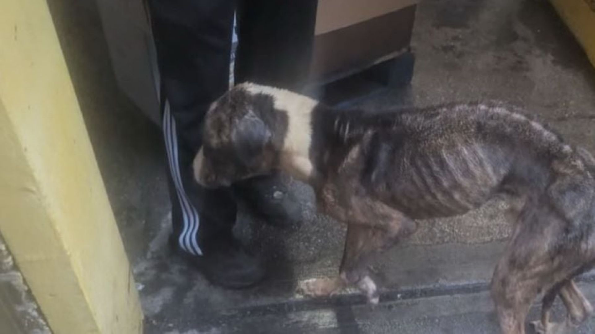 A Dog From New York Touched Hearts By Begging For Love, Then A Stunning Change Followed