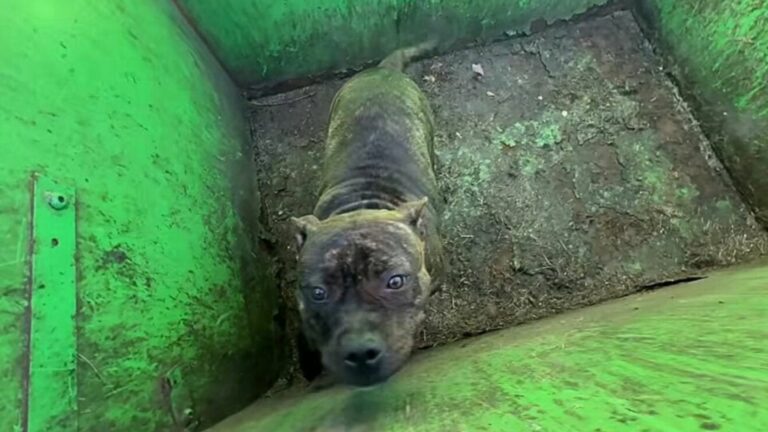 dog stuck in a container