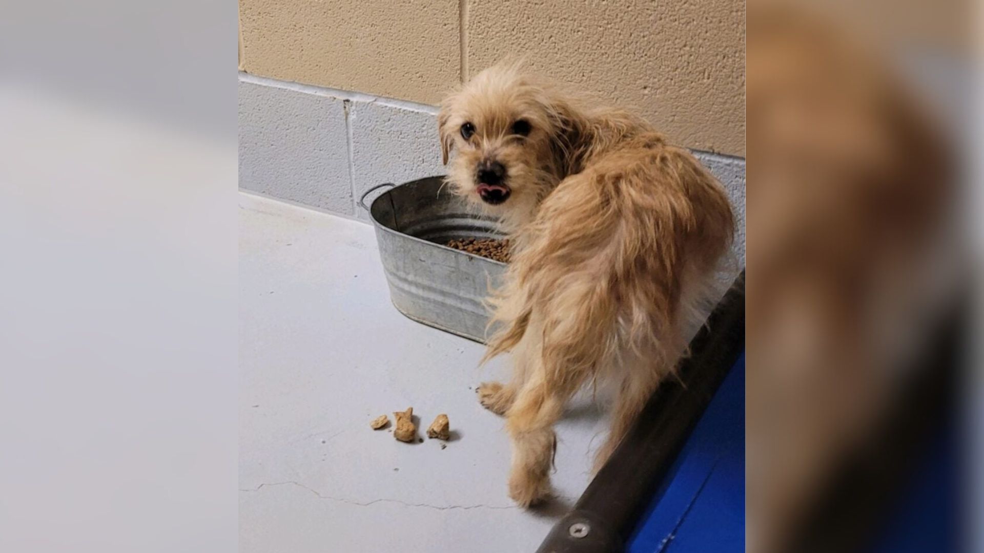 The dog is standing next to the food bowl