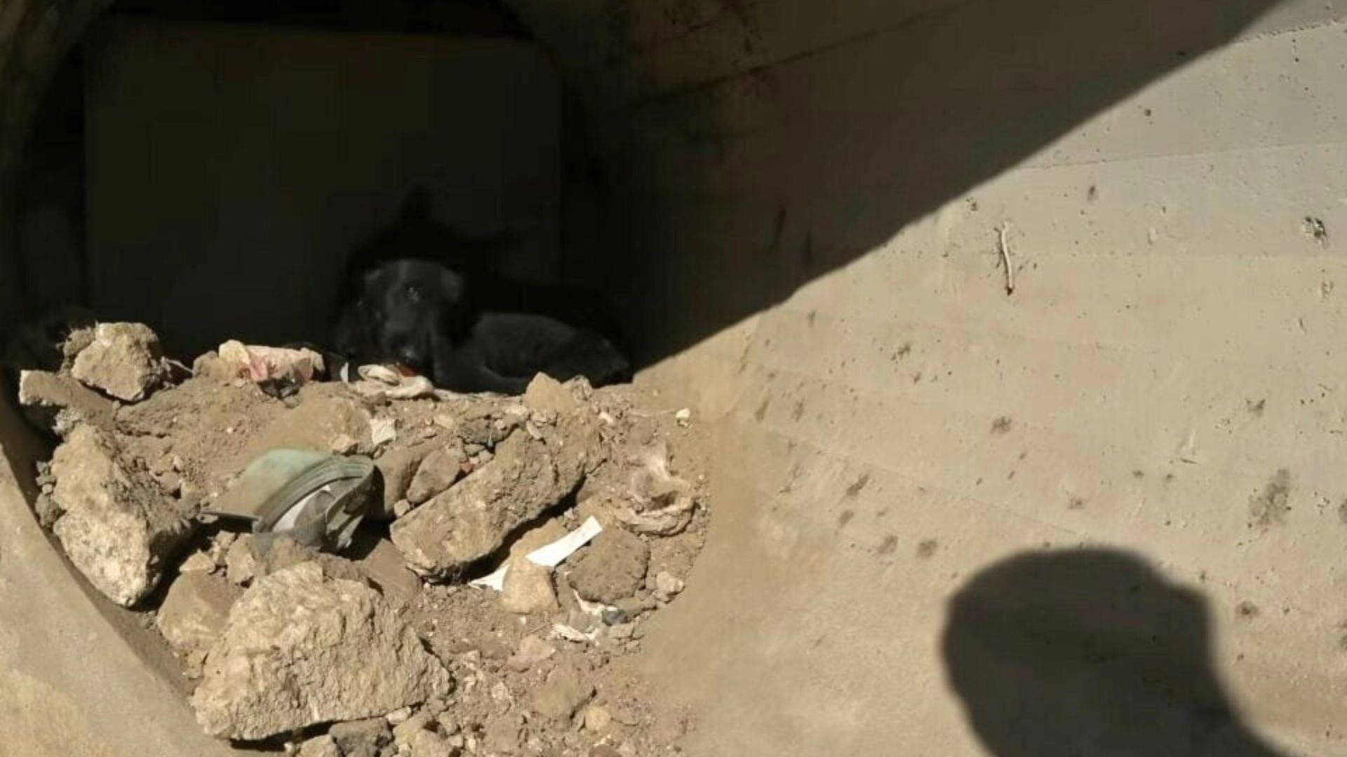 The dog is lying on the rocks