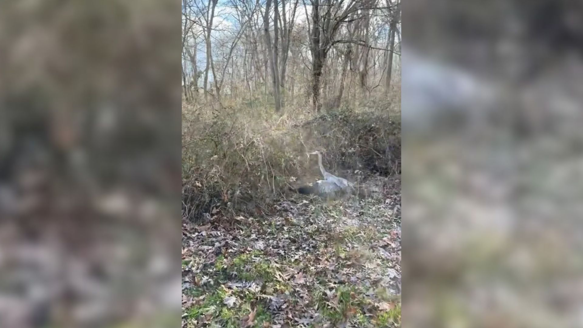 A New York Hiker’s Curiosity Turns Heroic When He Finds A Majestic Creature In Trouble