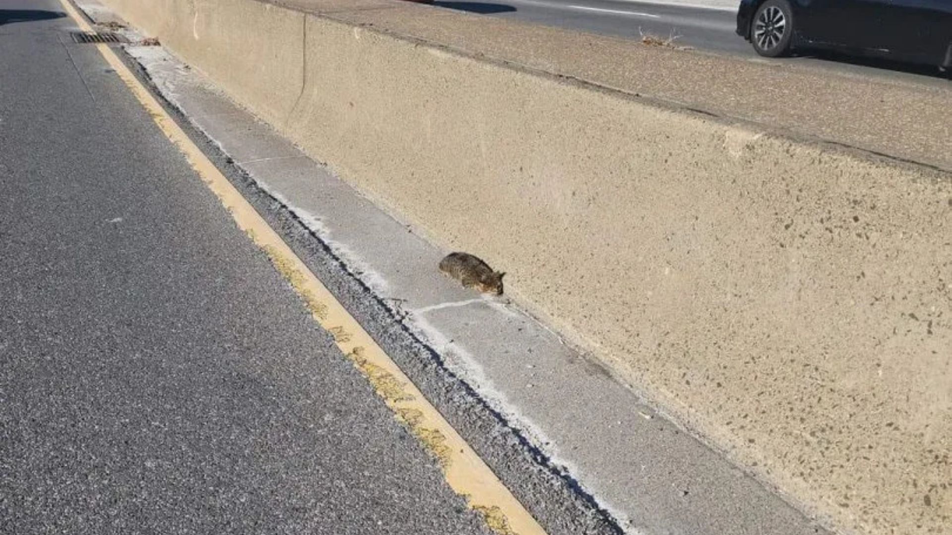 animal on highway