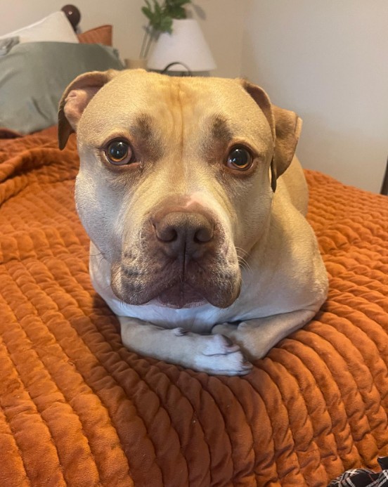 A beautiful dog is lying on the bed