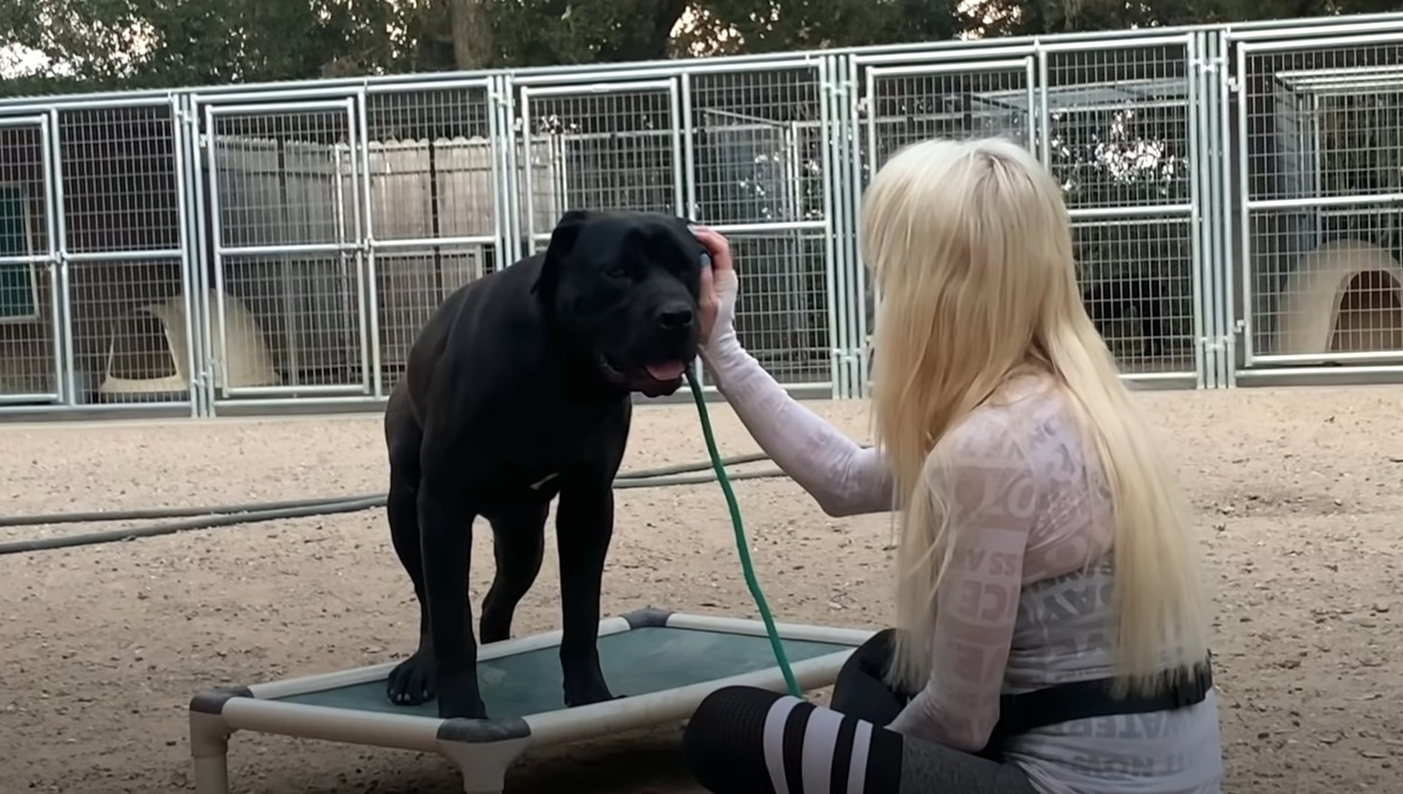 A black dog is being petted by a woman