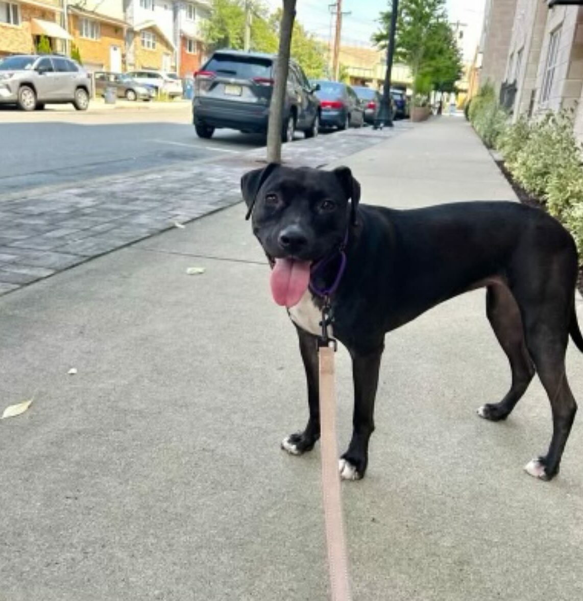 A black dog on a leash stands on the street