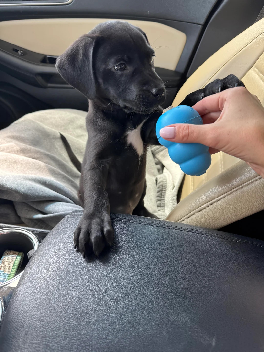 A black dog touches a woman's hand with its paw