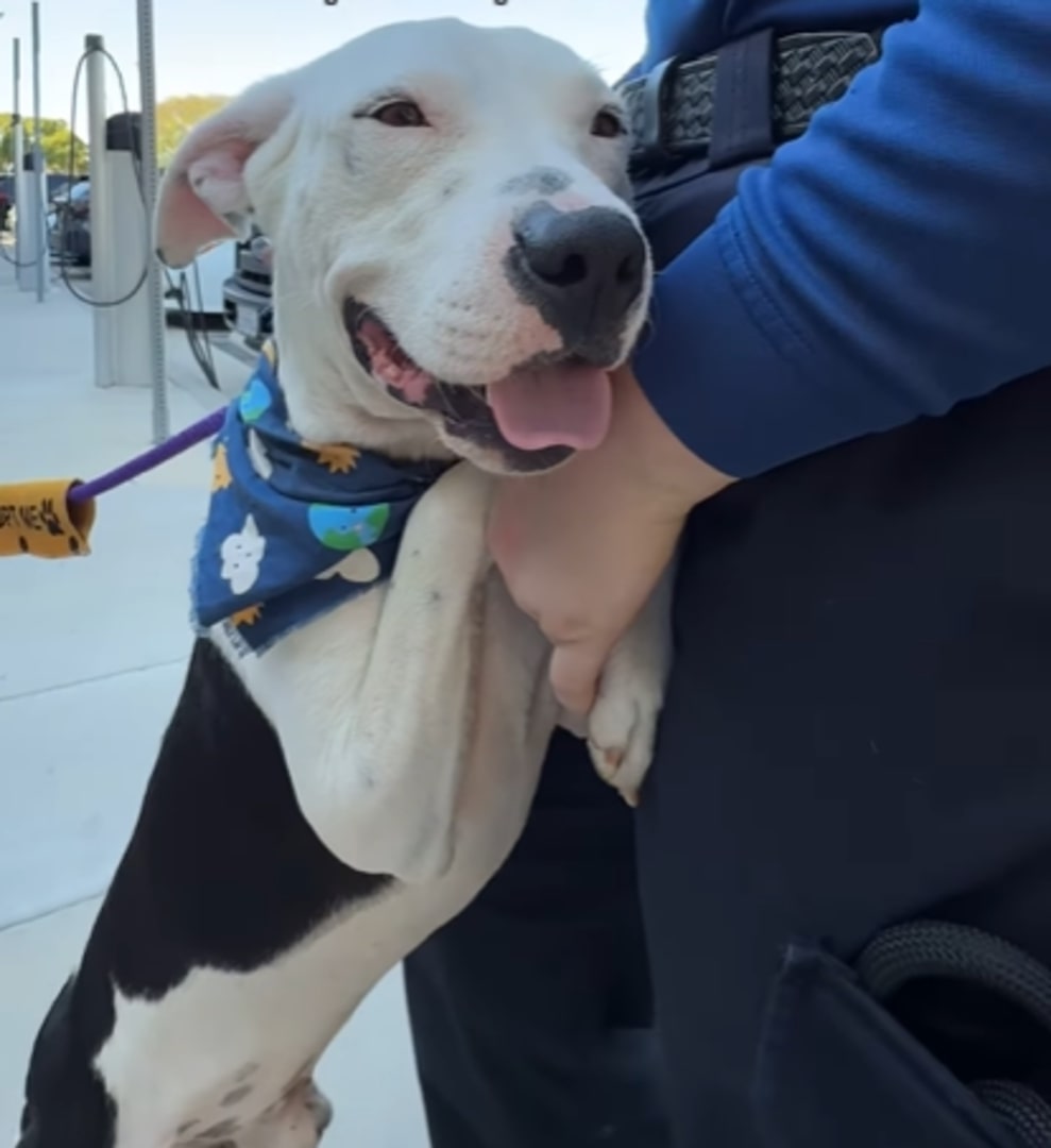 A cheerful dog stands next to a policewoman