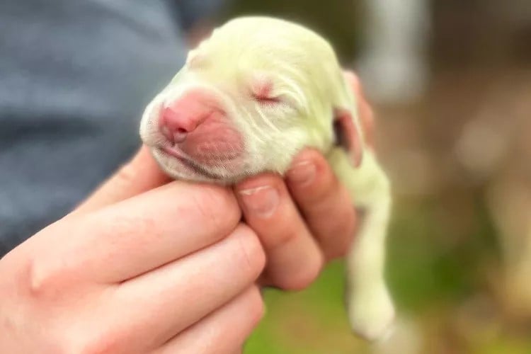 A cute puppy sleeps in a woman's hand