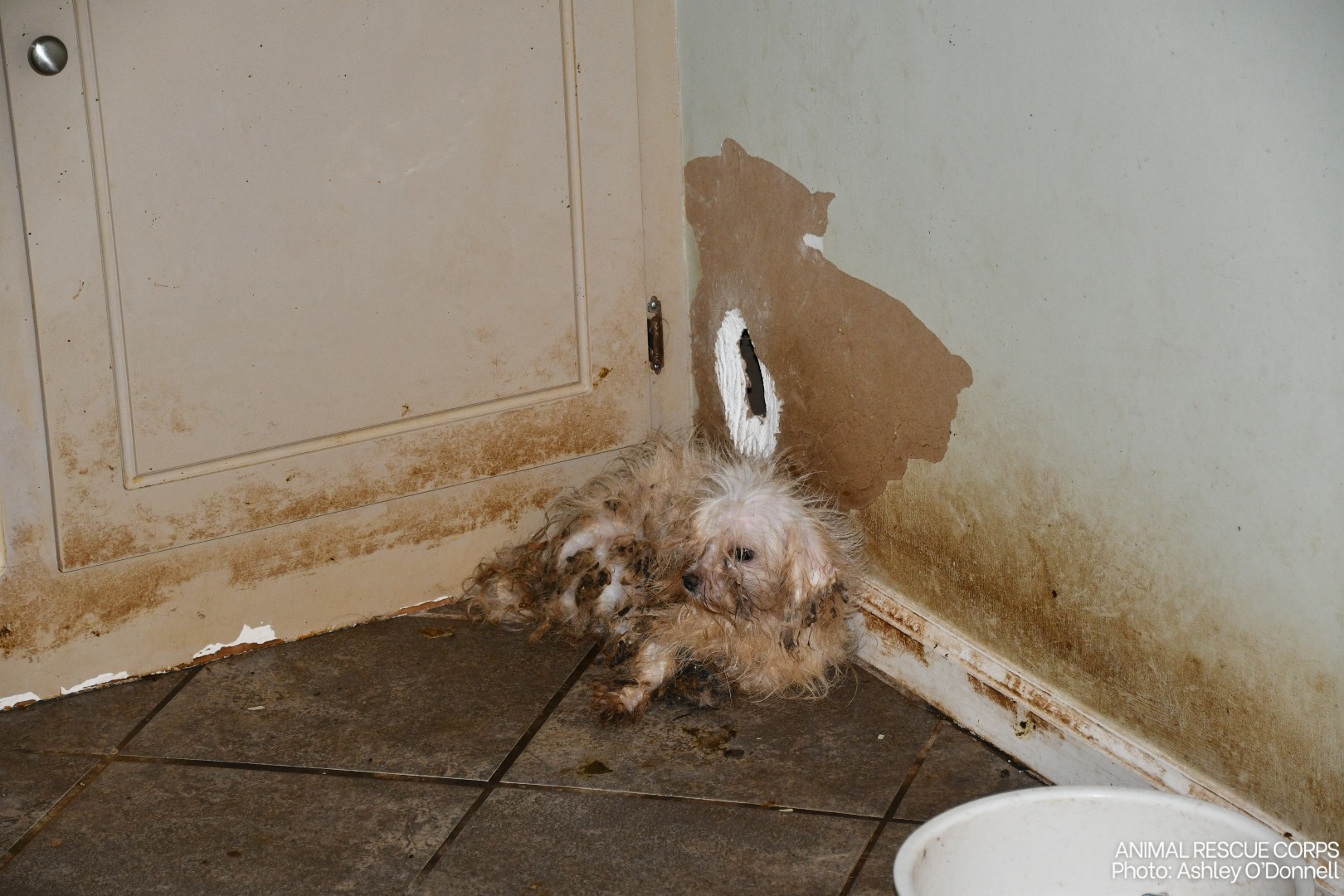 A dirty dog ​​is lying by the door