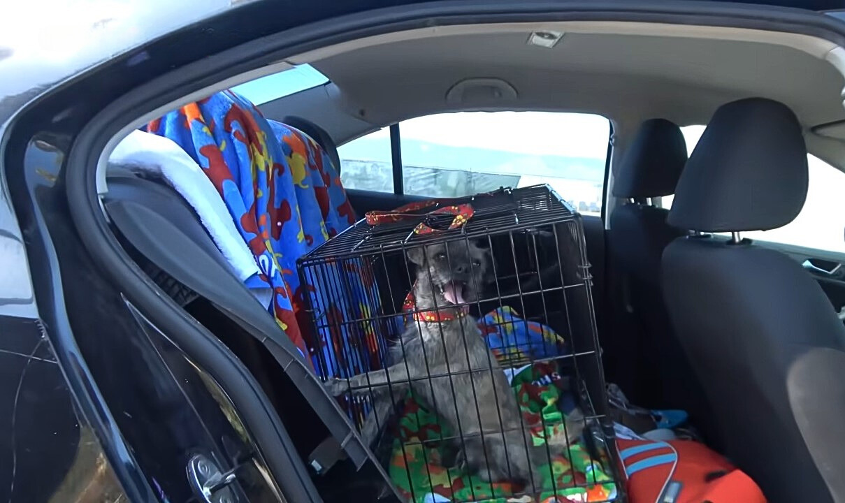A dog in a cage is riding in a car