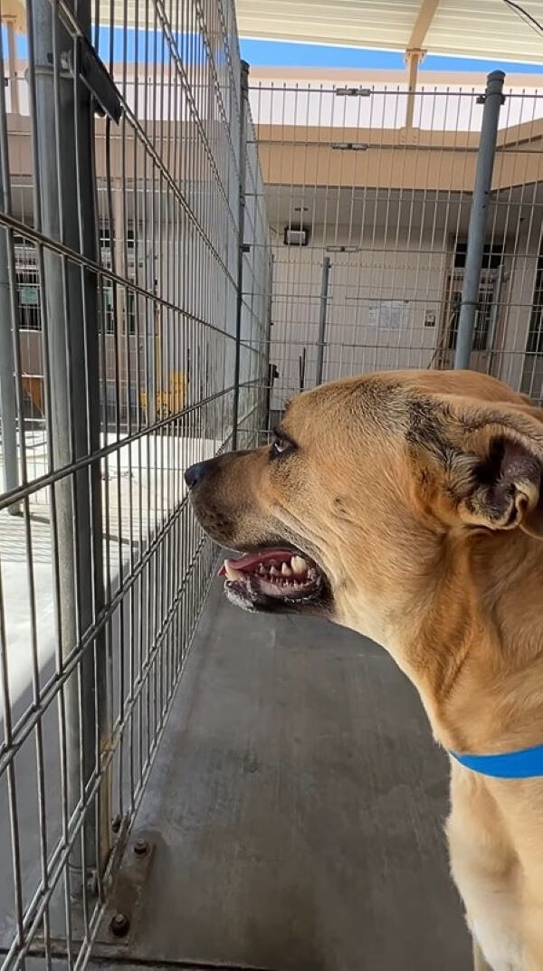 A dog in a cage looks into the distance
