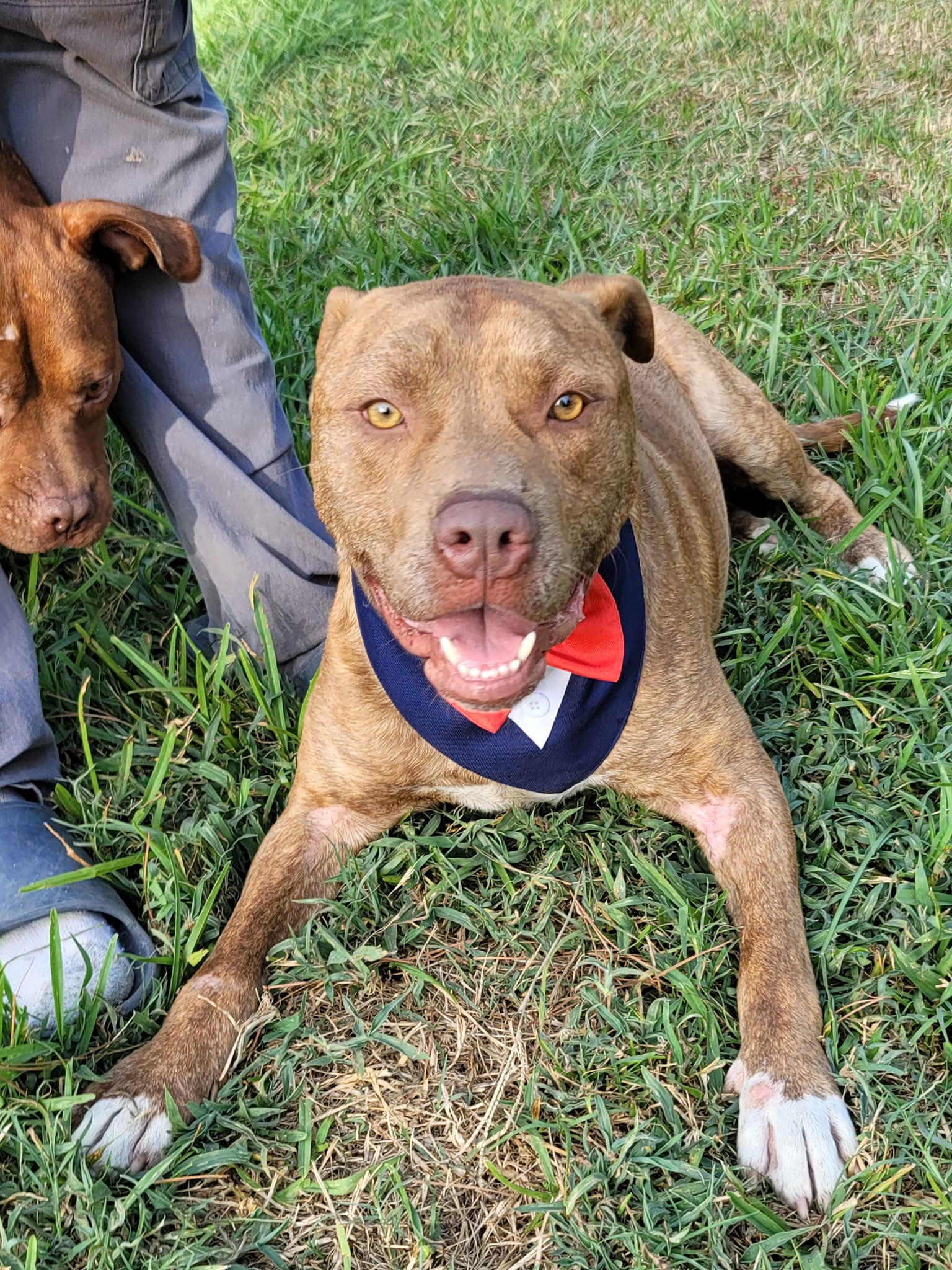 A dog lies in the grass while a puppy looks at it