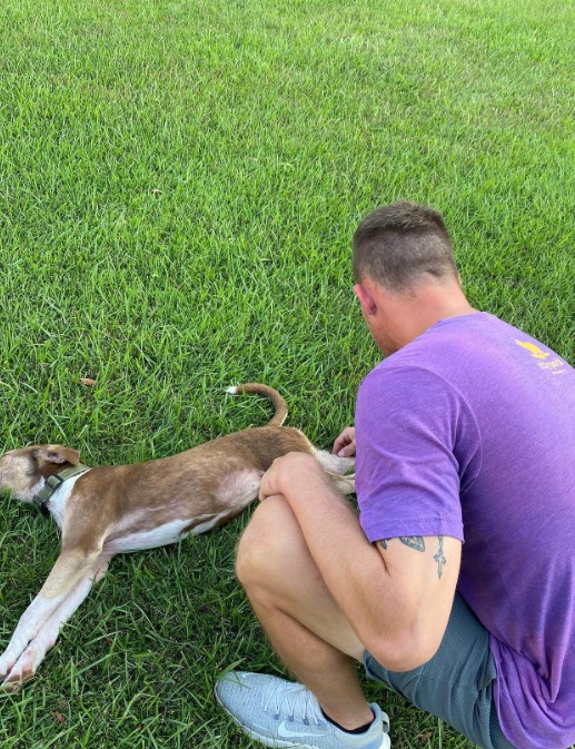 A dog lies on the grass while a man caresses it