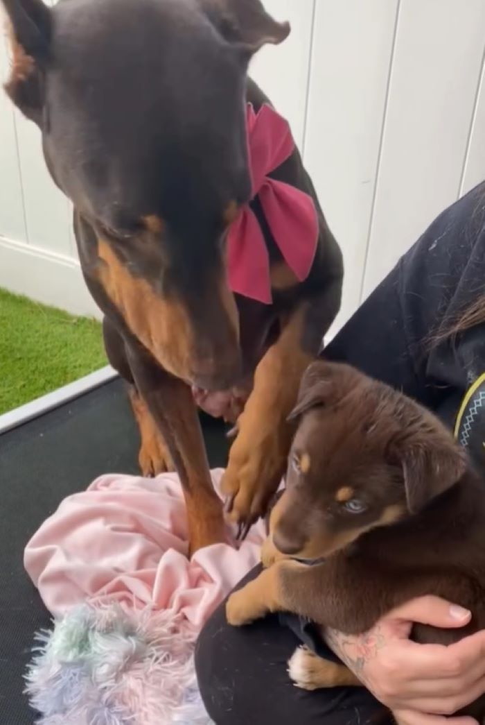 A dog looks at its puppies in a woman's hands