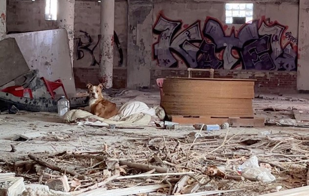 A dog sits in an abandoned building