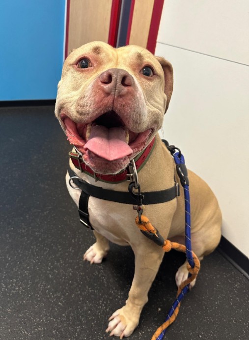 A dog sits on a leash with its tongue hanging out