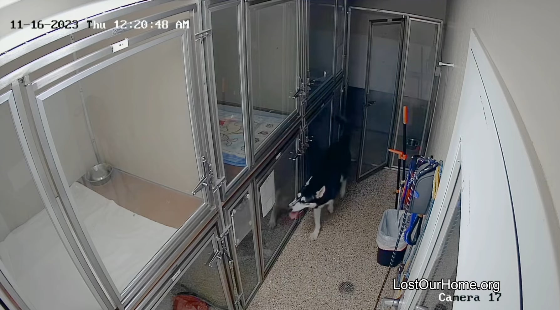 A dog walks down the hallway of a shelter